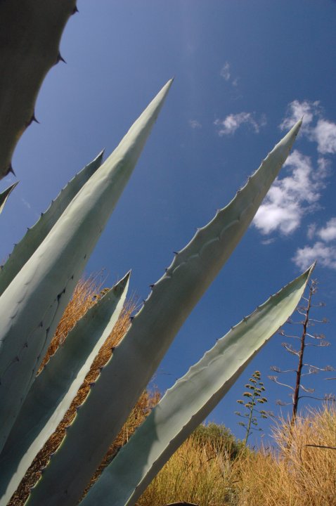 Agave 5.jpg