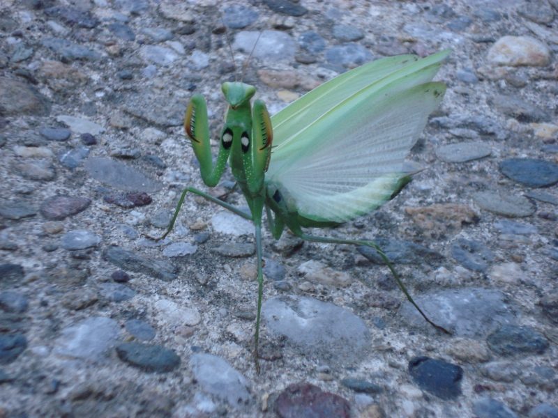 Mantide Religiosa Furiosa