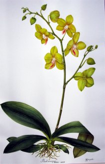 Phalaenopsis Taipei Gold