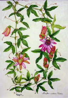 Passiflora x violacea Victoria