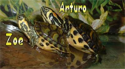 Le mie 2 tartarughe: Arturo e Zoe
