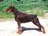 doberm1_small.jpg