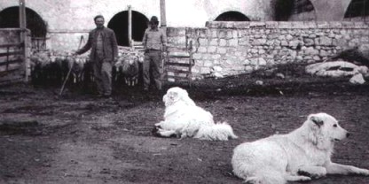 Sheep-farm in Abruzzo