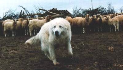 CH. BOTTONDORO LORO DEL PIANA. Owner Loro Del Piana kennel (Italy)