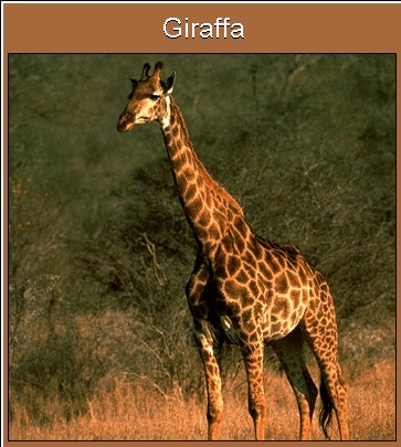 giraffa a due zampe