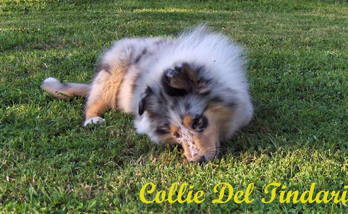 Blue Merle Boy - by Ch.You Are My Boss di Cambiano x J.Ch.Amour Toujours du Clos des Duchesses