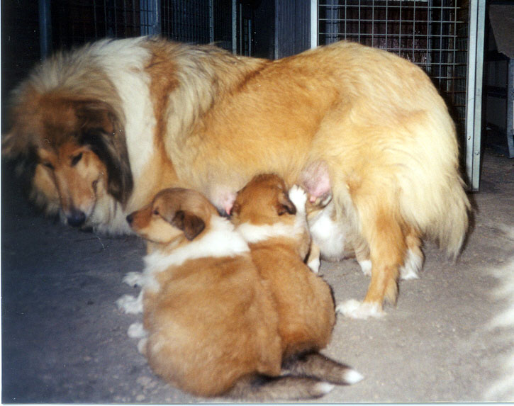 Van Glenalan Scilla and her puppies