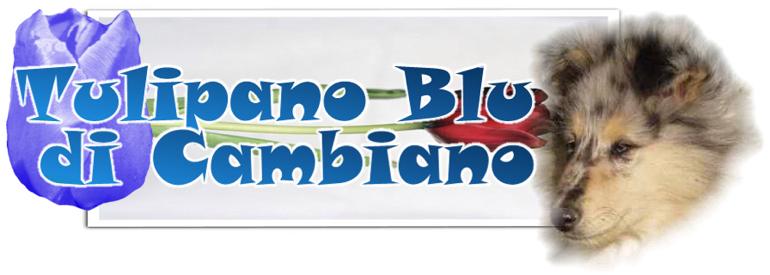 Click here for Troydon's Son Tulipano Blu' di Cambiano Page