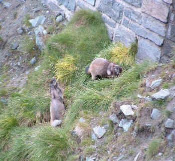 LE MARMOTTE CI SALUTANO