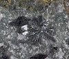 Ematite, cristalli raggiati di 10 mm su skarn. Fosso di S. Lucia (Tolfa)