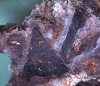 Fluorite. Cristalli cubici di 10 mm. Monte delle Fate (Sasso di Furbara)