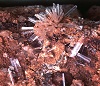 Gesso, cristalli di 5 mm. Miniera dei Sassoni, Poggio della Stella (Allumiere)
