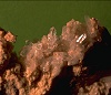 Quarzo, cristalli di 2 mm su idrotermalite. Croce di Bura (Allumiere)