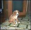 La prima foto di Rudy...cucciola.jpg  (95,6 Kb)