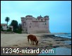 Rudy annusa la sabbia con il castello da sfondo.jpg  (100,3 Kb)