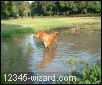 Rudy si bagna le zampe alla Valle dei cani.jpg  (162,6 Kb)