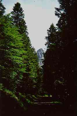 Lungo la foresta demaniale - sullo sfondo il monte Penna