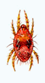 Acaro rosso