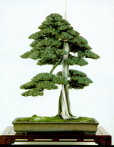 Stile eretto formale (Juniperus rigida)