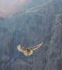 falco grifone