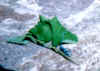 Rosalia alpina - Lama primavera 2000.jpg (63093 byte)