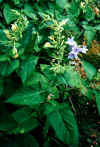 Campanula rapunculoides e Salvia glutinosa - Foresta della Lama.jpg (89550 byte)