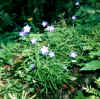 Campanula rotundifolia - crinale tra P.so della Calla e Poggio Scali.jpg (110182 byte)