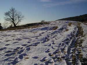 albero nella neve