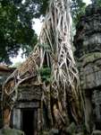 Angkor (CAM) - Ta Prohm