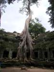 Angkor (CAM) - Ta Prohm