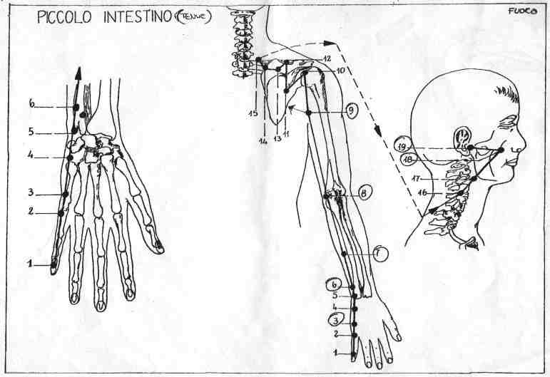 La mappa del percorso superficiale e dei punti TSUBO del Meridiano del PICCOLO INTESTINO