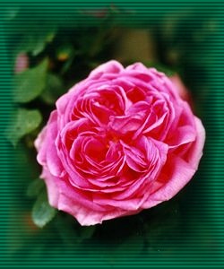 rosa 02