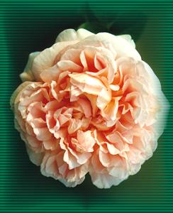 Rosa Abraham Darby