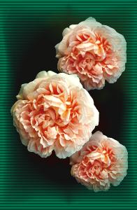 Rosa Abraham Darby