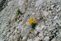 fiore giallo su roccia