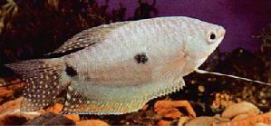 Peces Trichogaster trichopterus