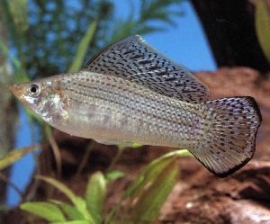 Peces Poecilia latipinna