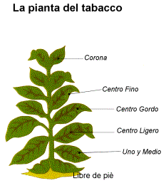 La pianta del tabacco