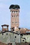 fotografia della torre Guinigi