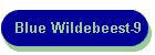Blue Wildebeest-9