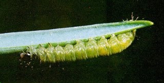 Larva di Bega sudafricana