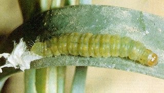 Larva di Bega mediterranea.