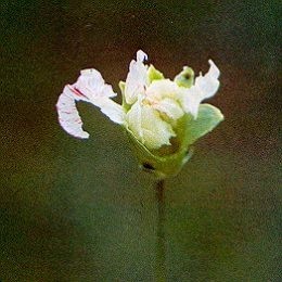 Fiore di garofano quasi completamente eroso da una larva di Bega mediterranea.