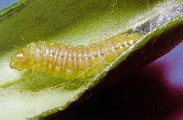 Larva di Palpita Unionalis