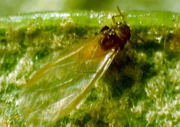 Phylloxera quercus image.