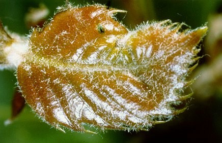 Phylloxera quercus image.