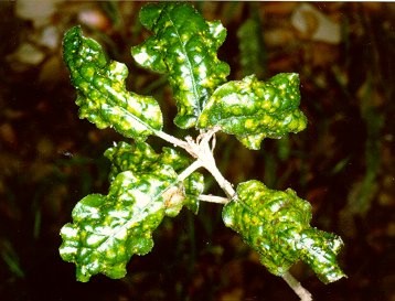 Phylloxera quercus image.