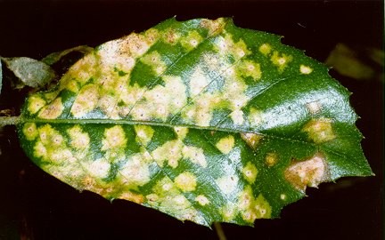 Phylloxera quercus image.