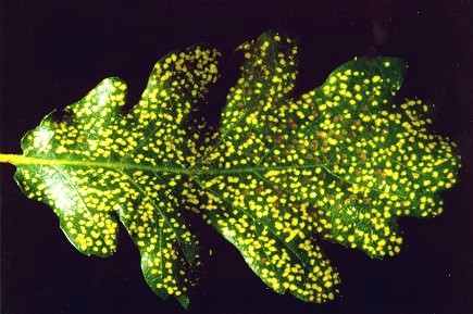 Phylloxera quercus image.