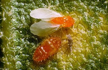 Phylloxera quercus image.